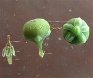  Female flowers with capsules